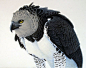 Harpy-Eagle-Images1.jpg (432×342)