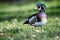 Wood Duck on the Grass