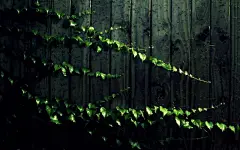 高清桌面PC壁纸：简约清新植物壁纸，高清的护眼壁纸
