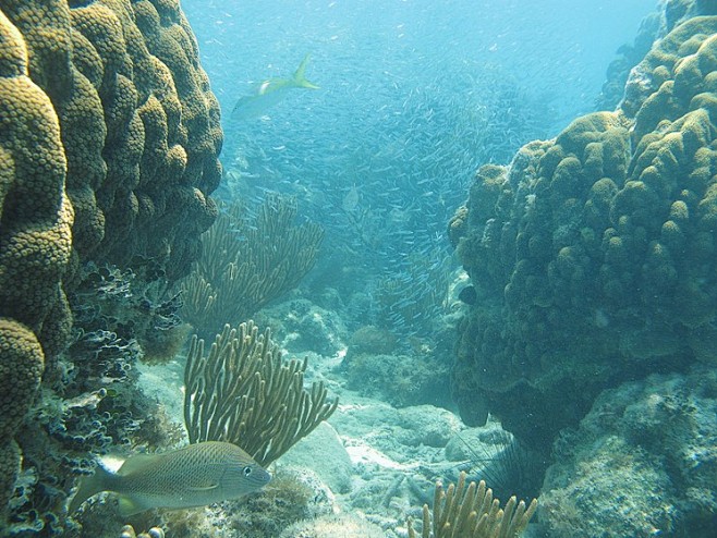 fwc-coral-reef.jpg (...