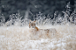 雪,草,幼兽,高大的,黄色,欧亚山猫,野生猫科动物,水平画幅,夜晚,动物耳朵
