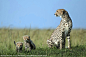 猎豹与幼豹正等待著猎物出现。摄于肯亚的马赛马拉国家保护区（Maasai Mara National Reserve）。