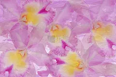 皱纸上的兰花粉，用于网页设计或平面艺术图像