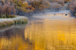 全部尺寸 | Morning mist and reflections of Aspens | Flickr - 相片分享！