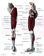 收集整理一组人体和动物的骨骼肌肉结构图_纹身吧_百度贴吧