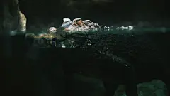 森林高清摄影素材