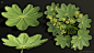 Plant studies 3 - Lady's mantle, P Akerman : Another plant for my library...
Lady's mantle, latin: Alchemilla Vulgaris, Swedish/Norwegian: Daggkåpa, Marikåpe 
It is a very useful plant with many uses; - As food, - As a medicinal herb, - For healing wounds