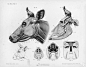 超珍贵的动物解剖资料，狗、马、养、牛、虎……一应俱全，只发一次，马住咯！转需！#设计小课题# ​​​​