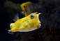 海底 水下 黄色的斑点鱼 可爱的嘴 鱼的摄影图片