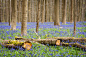 Bluebells by Sandy Spaenhoven on 500px