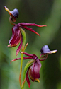 飞鸭兰（Flying Duck Orchid）这是一种仅产……_来自SJ_敏的图片分享-堆糖网