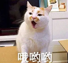 表情包｜喵星人，打包带走