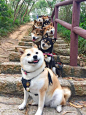 shiba inu  https://www.pinterest.com/search/pins/?q=shiba%20inu&rs=typed&term_meta[]=shiba%7Ctyped&term_meta[]=inu%7Ctyped