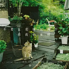 bigbang《let's not fall love》不要让爱情两个字 将我们束缚（权志龙 top 大声（成） 胜利 太阳 歌词 壁纸 韩流 文字  锁屏 原创 键盘 语录 短句 ）
