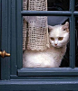 Chat à la fenêtre ~ Cat at the window