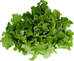 不爱吃草的羊采集到美食素材、PNG