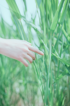 大桔鸭！采集到绿色植物