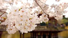 高清梨花摄影壁纸_百度图片