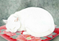 山田绿：水彩纸上的花与猫