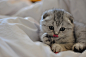 养只折耳猫