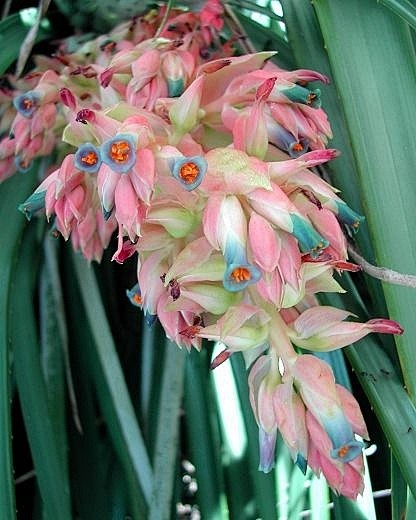 皇后普亚凤梨 Puya berteron...