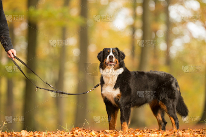 狗,纯种犬,水平画幅,狗链,秋天,户外,...