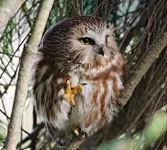 今天公众号更新的故事里，MOTO是一只棕榈鬼鸮（Northern Saw-whet Owl）其实这种猫头鹰是不会出现在白星生活的两个地方的。这种猫头鹰超级小（图1），就是手掌大，亚成年体和成年体颜色差很多（图2）。最出名的是贼贼的大大的眼睛（3-4）当然也很适合表情包。虽然小，但也是小猛禽（注意爪子，图6）， ​​​​...展开全文c