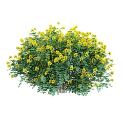 大先生✨采集到G-植物PNG