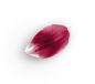 郁金香花瓣
