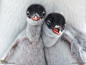 南极洲的洛克港，两只刚孵化的巴布亚企鹅幼崽趁着双亲中的一个起身离巢的片刻，匆匆地打量着外面的世界。