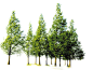 森林 免抠树木 大树木 绿植 电商美工群:129134938 景观 PNG 公园 外景 树木 花草