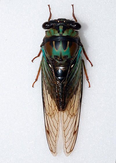 Coastal Lyric Cicada...