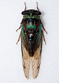 Coastal Lyric Cicada - Such gorgeous colors!