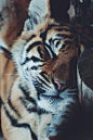 Sleeping Tiger Cub by: { Phillip Gilbert }