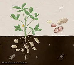 花生 花生手绘 花生插画 花生植株 长生果