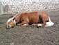 sleeping_horse_stock_01_by_fabolouse_stock-d3ghk2j.jpg (2048×1536)