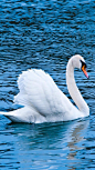 This may contain: a white swan floating on top of a body of water