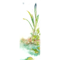 水彩 练习 手绘 植物 静物