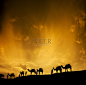 骆驼商队穿过沙漠图片-商业图片-正版原创图片下载购买-VEER图片库