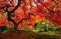 美国波特兰的日本枫树：绚烂的色彩，婀娜的姿态~都是自然造物的神奇！
