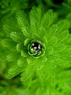 DAVIDDU201851采集到植物