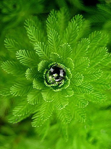 绿色-green