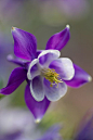 ~~Columbine by johnshlau~~