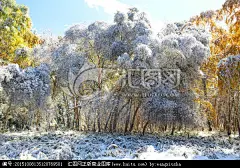 雪 树木 垂 交错光影 白色 绿色黄色 新疆待佛僧 天山山脉 十月 阳光透射 树枝丛林 压弯 草地 积雪 冰天雪地