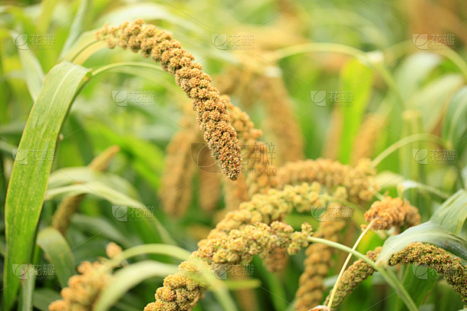 粟,水平画幅,无人,户外,特写,农作物,田地,植物,清新,农业