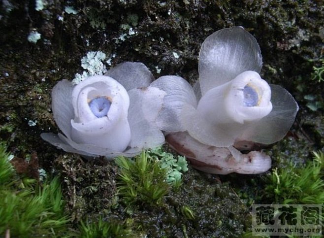 水晶兰