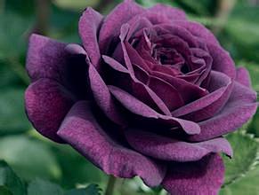 44、紫玫瑰--珍惜的爱