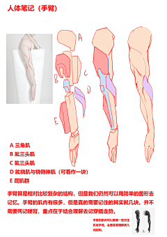 睡觉的西瓜儿采集到绘画参考(照片)