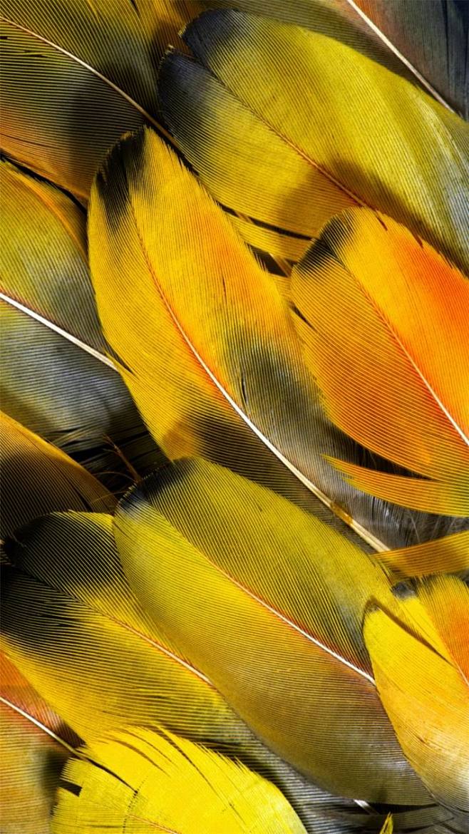 炫彩羽毛超无水印手机壁纸1080x1920