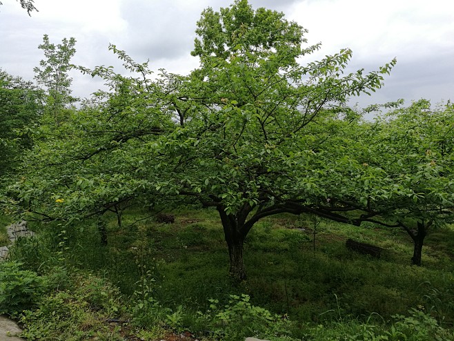 李子树